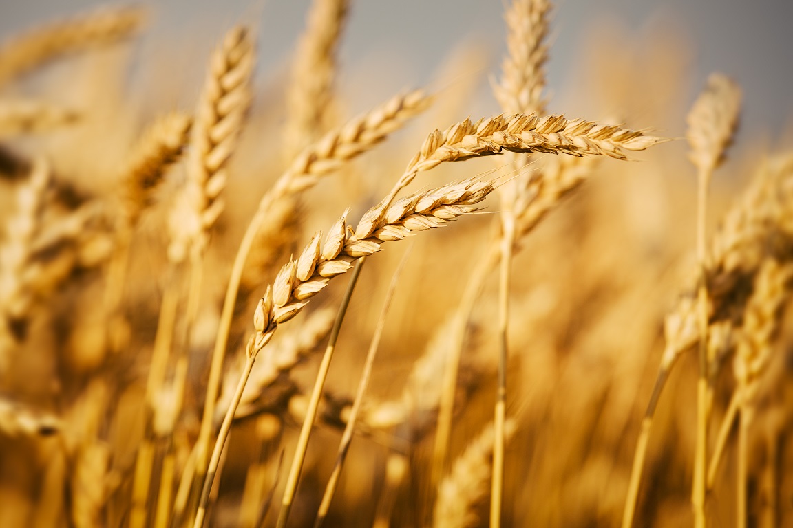 La hausse des prix des produits alimentaires à base de blé, 2023 